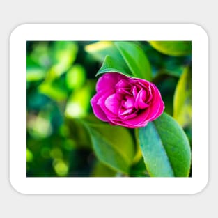 Beautiful Pink Rose in Bloom Sticker